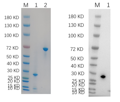 Reducing 4%-20% SDS-PAGE (CBB stained) and WB (Anti-His Mouse Monoclonal Antibody) analysis profiles of purified KYAT1.
1. KYAT1: 1 μg
2. BSA: 1 μg